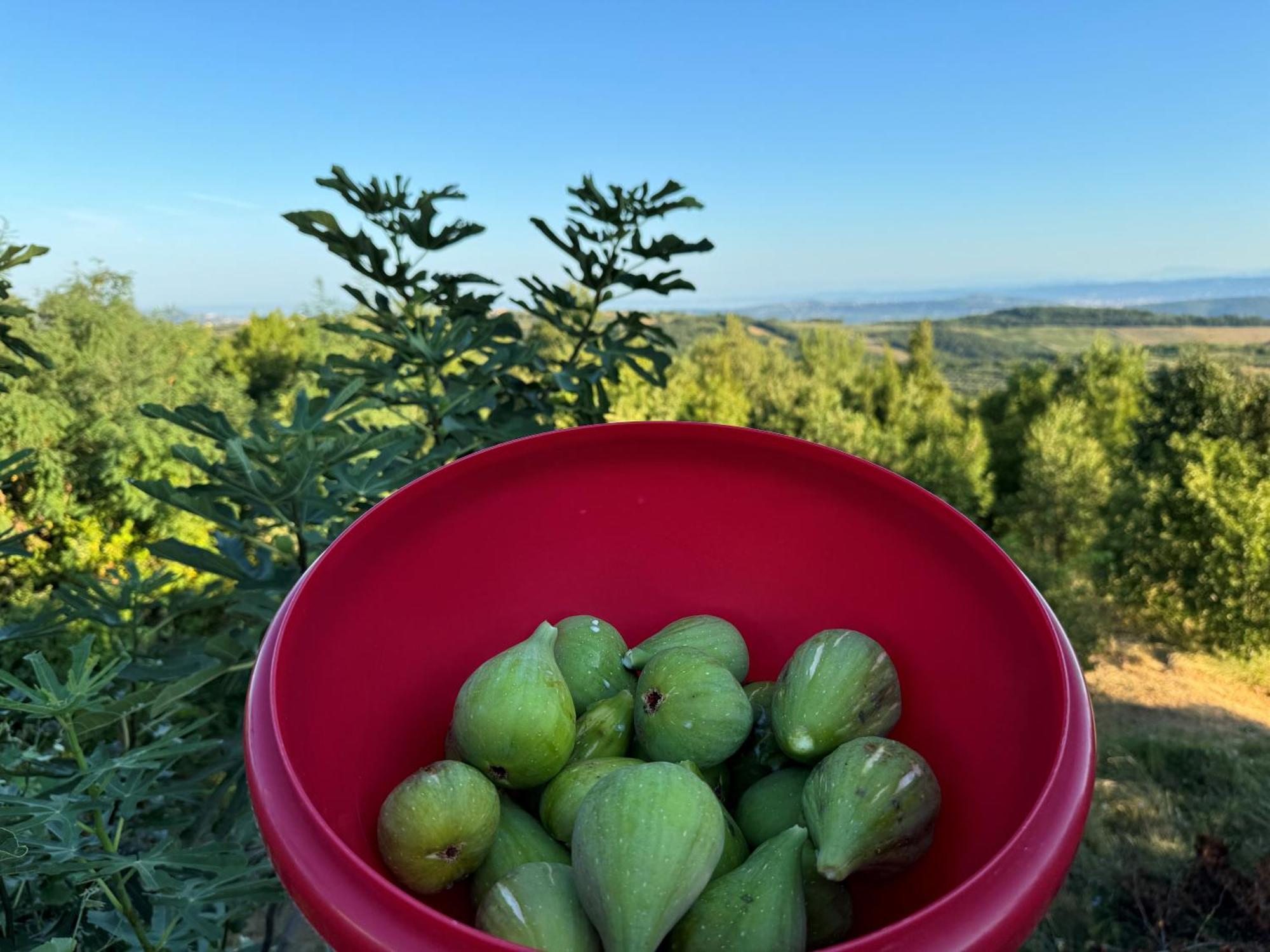 Guesthouse Green Istria Truške Esterno foto